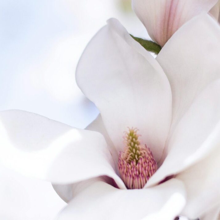 Delicate magnolia flower in full bloom captured in a soft and serene close-up.